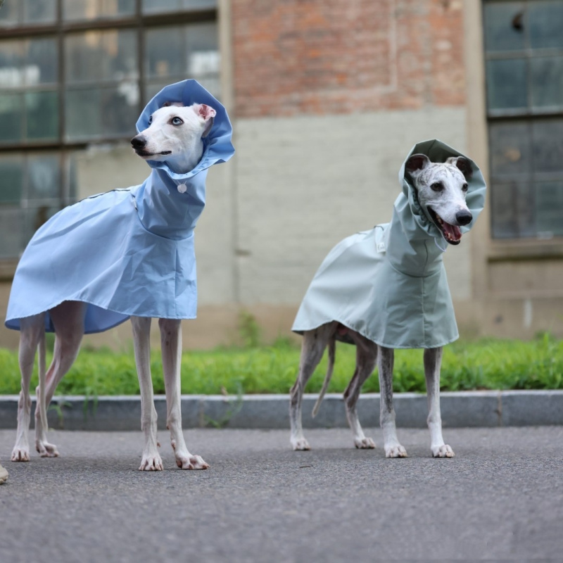 İtalyan Tazısı ve Whippet için - Dog Raincoat incelemesi ve fiyatı