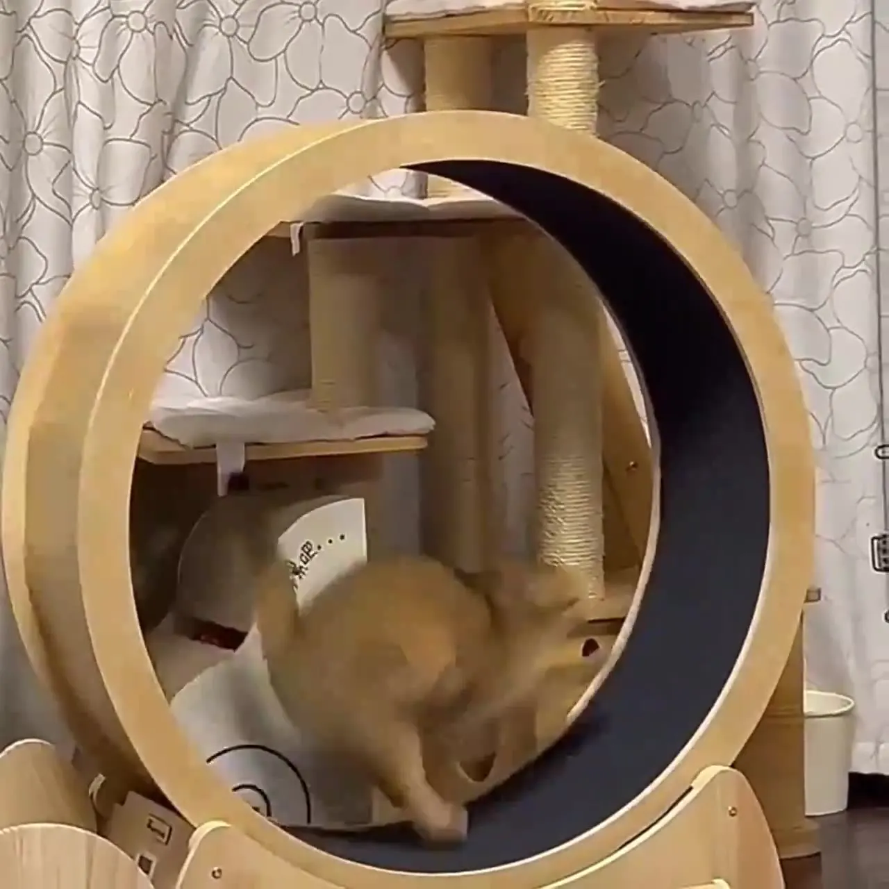 Kedi koşu çarkı, iç mekan oyun - Interactive Cat Toy incelemesi ve fiyatı